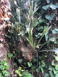 Very large Staghorn fern