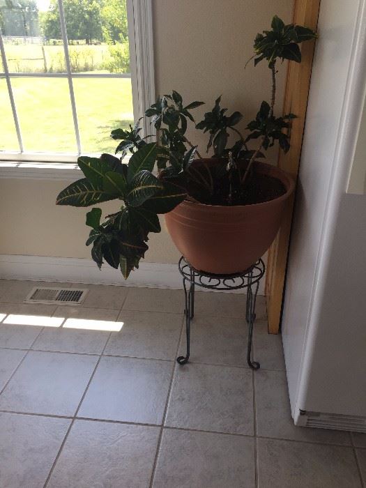 Plants / Plant Stands