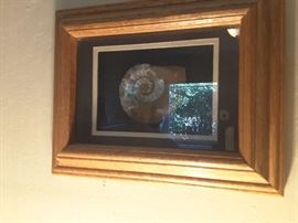 Colorful Shell in beautiful 3-D wood frame.