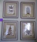 10 Framed Antique Fern Specimen