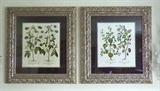 Pair of Botanical Prints