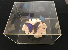 Coral and butterflies encased in acrylic