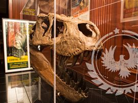 T-Rex Cast. More Photos are posted on our website @ https://aether.estate/scott-jones-estate-sale