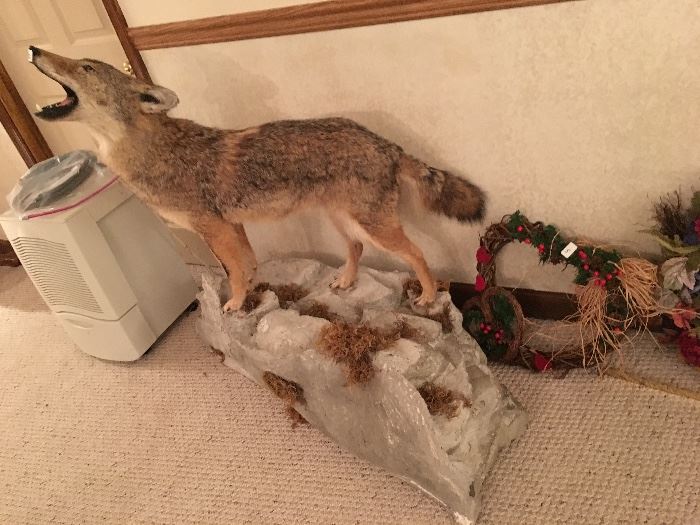 stuffed coyote