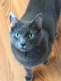 My name is Angus and I live here - I am not for sale, but I am looking for a new home. I am a 6 year old male Russian Blue/Grey Tabby with beautiful aqua eyes. I need a house with NO dogs...that's just the way I operate. If you want to meet me, give Lythcoop a call, I'm sure we can arrange something.