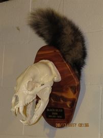 Black bear skull