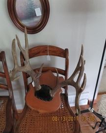 Deer antlers