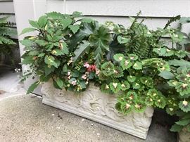 Heavy cement planter with foliage