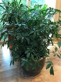 Great big healthy plants