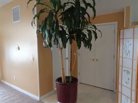 Another huge live plant in container