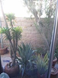 Cacti, Cacti and more potted Cacti (30+)