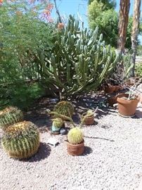 Cacti (potted)  35+