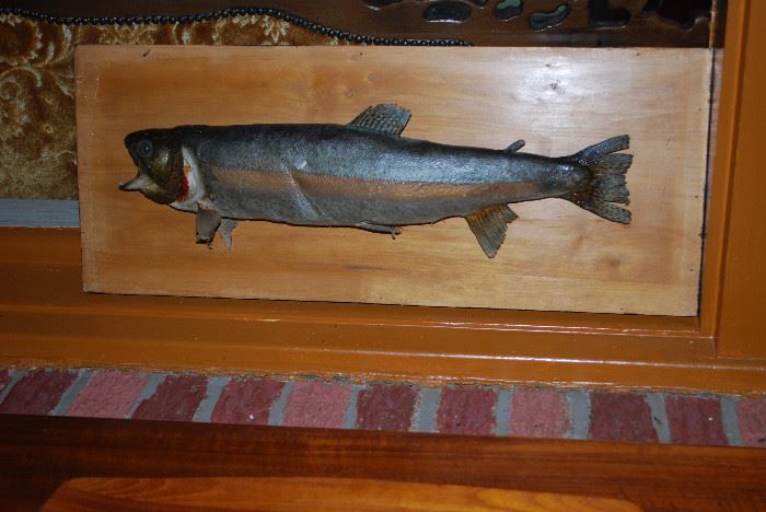 Mounted Trout - 20" Long
