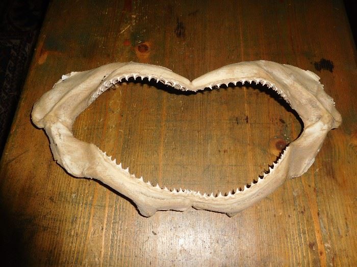 Shark jaws