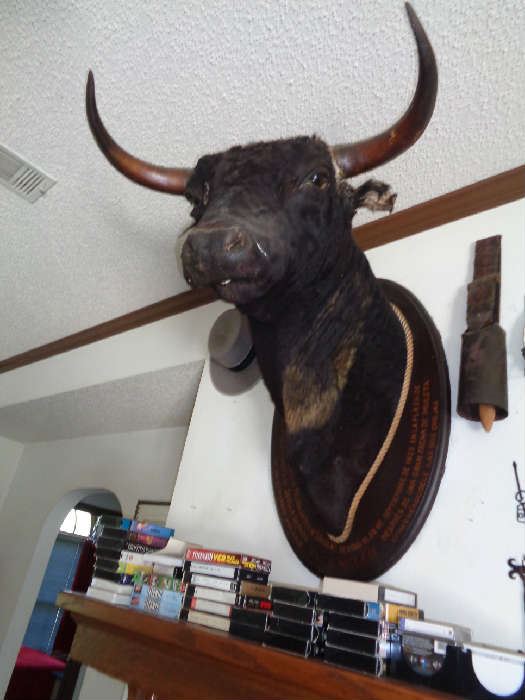 mounted bulls head from Seville, Spain 1922