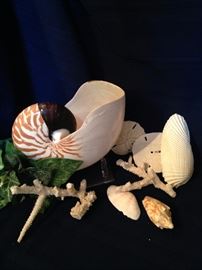 Shell and coral selections