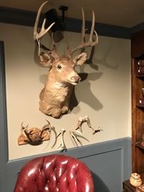Mounted dear trophy and other natural horn trophy 
