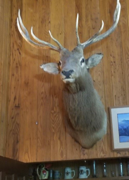 Elk head mount Taxidermy 10 point measures 47 inches wall to nose   and is 3 foot wide