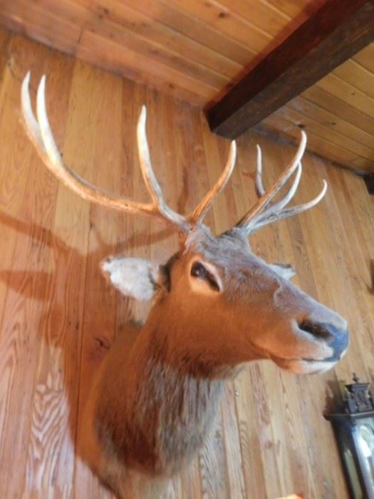 Right side of Elk head mount Taxidermy 10 point