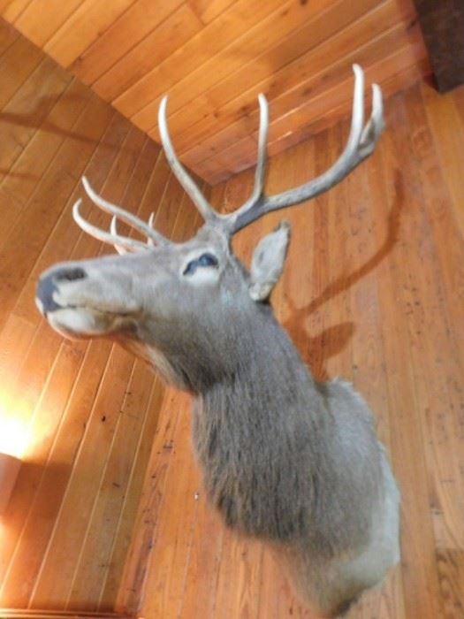  Elk head mount Taxidermy left side 10 point