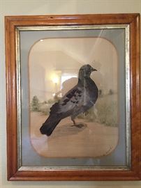 Printed Pigeon with Real Feather Details.