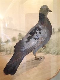 Printed Pigeon with Real Feather Details.