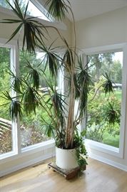 Wow! Great jumbo plant available!