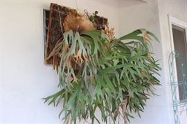 staghorn fern
