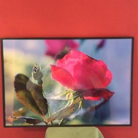 Rose and Spider Webb signed Photo