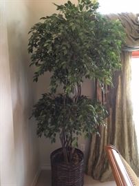 Large silk Ficus tree