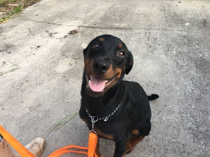 DOG JUST FOUND HOME!!! THANKS FOR ALL THE OUT REACH !!!his young dog was found in Flagler beach A1A hurricane  Survivor needs new home or if you have any information please us know 