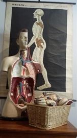 Old German Homo Sapien Wall Chart and Vintage Human Anatomy Model with Parts