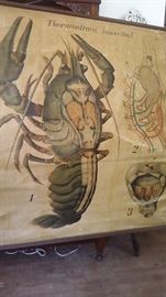 Paul Pfurtscheller early 1900's botanical wall chart