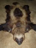 Wolverine Skin w/head - Alaska
