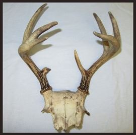 Small Set of Antlers 