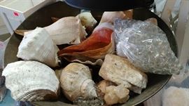 SEA SHELLS