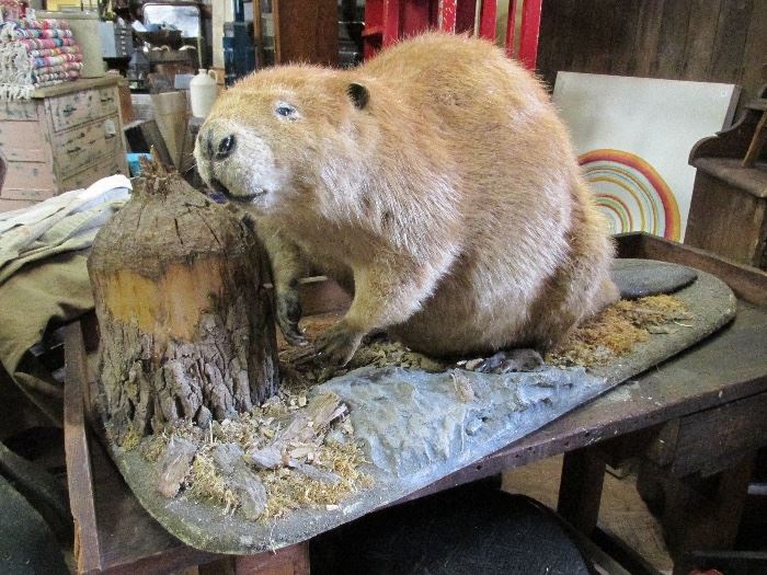 Large 65 lb (original weight) beaver taxidermy