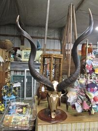 Fantastic and LARGE African Kudu skull and horns