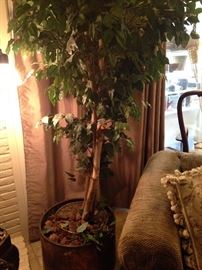 Large ficus in copper planter