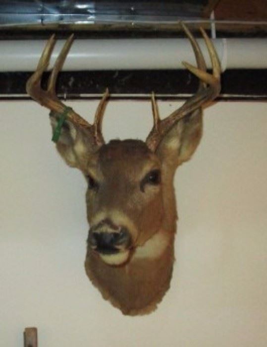 Deer mount w/ large rack, very nice!