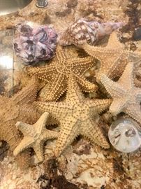 Several starfish
