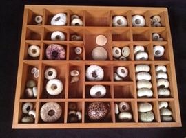 Assorted urchin and other sea shells