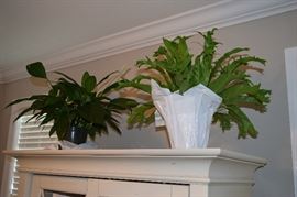 Live Green Plants