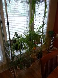 Indoor plant assortment