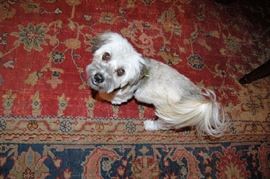 Charlie Brown is not for sale.