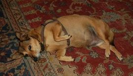 Bungie put the entire sale together!