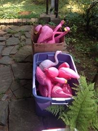 Flamingoes for sale!!!!!!!!!! dozens