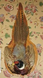 Pheasant mount  