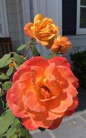 Beautiful Burst of Color