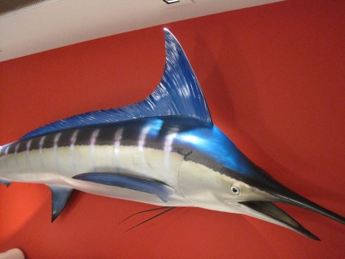Large trophy Sword Fish.